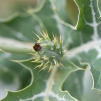 Argemone mexicana L.